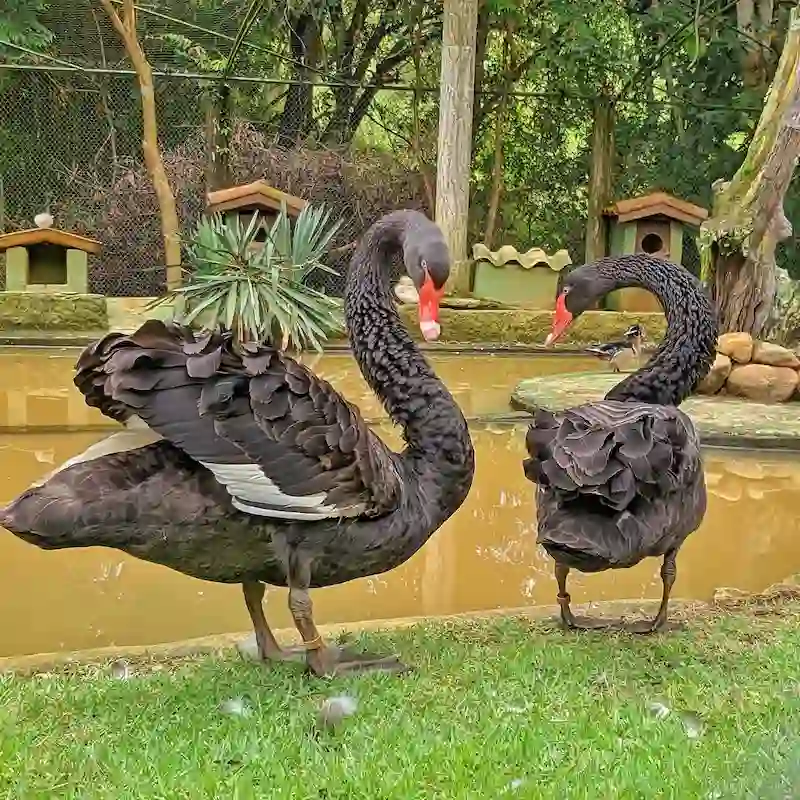 Casal de cisnes no lago — Restaurante Rural Taubaté