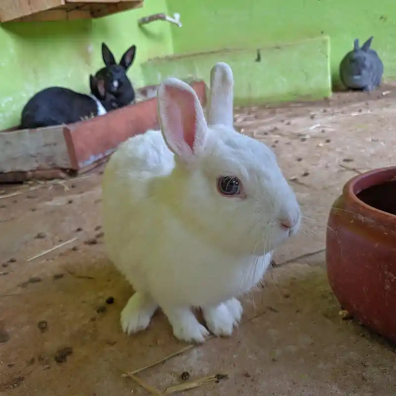 Coelho branco — Sabor do Campo Taubaté