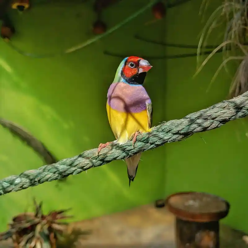 Pássaro colorido exótico — Sabor do Campo